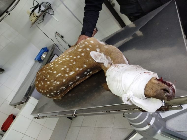 Rescataron a un ciervo herido en el complejo fabril de Vicentín, en la localidad santafecina de San Lorenzo Foto: X de @anytramontini