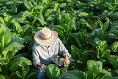 Por sus características, el tabaco puede ser aprovechado en la producción farmacéutica. Foto: Getty Images