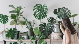 Estas plantas además de purificar el aire le pueden dar un toque verde a tu casa Foto: Freepick