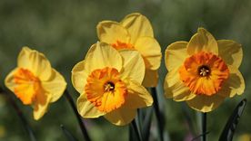 Los narcisos suelen ser principalmente amarillos y la flor del narciso tiene forma de trompeta. Algunas especies florecen en otoño. Foto: Pixabay - pixabay.com