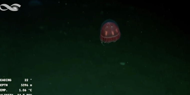 La "medusa roja" llamó la atención de los espectadores y los investigadores. Foto: Conicet La "medusa roja" llamó la atención de los espectadores y los investigadores. Foto: Conicet