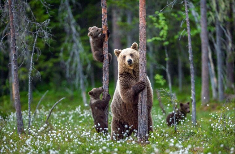 Sueños Conoce el significado de soñar con osos Foto: Shutterstock