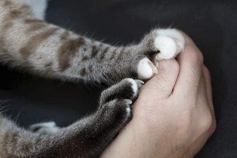 Algunas de las razones por las que tu gato te amasa. Foto: Shutterstock Algunas de las razones por las que tu gato te amasa. Foto: Shutterstock