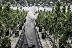 La producción de marihuana se disparó, pero no tanto la demanda.