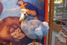 El pájaro dodo se extinguió hace 400 años en las Islas Mauricio Foto: Pixabay