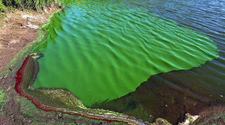 Las cianobacterias proliferan en el agua. Foto: LaDiaria.