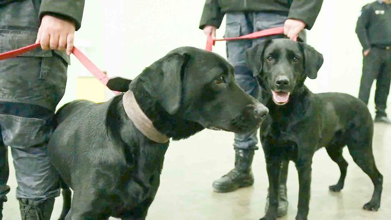 Ibra y Canela, las perras que detectan celulares en las cárceles de Mendoza. Ibra y Canela, las perras que detectan celulares en las cárceles de Mendoza.