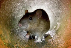 por que hay cada vez mas ratas en las ciudades por que hay cada vez mas ratas en las ciudades