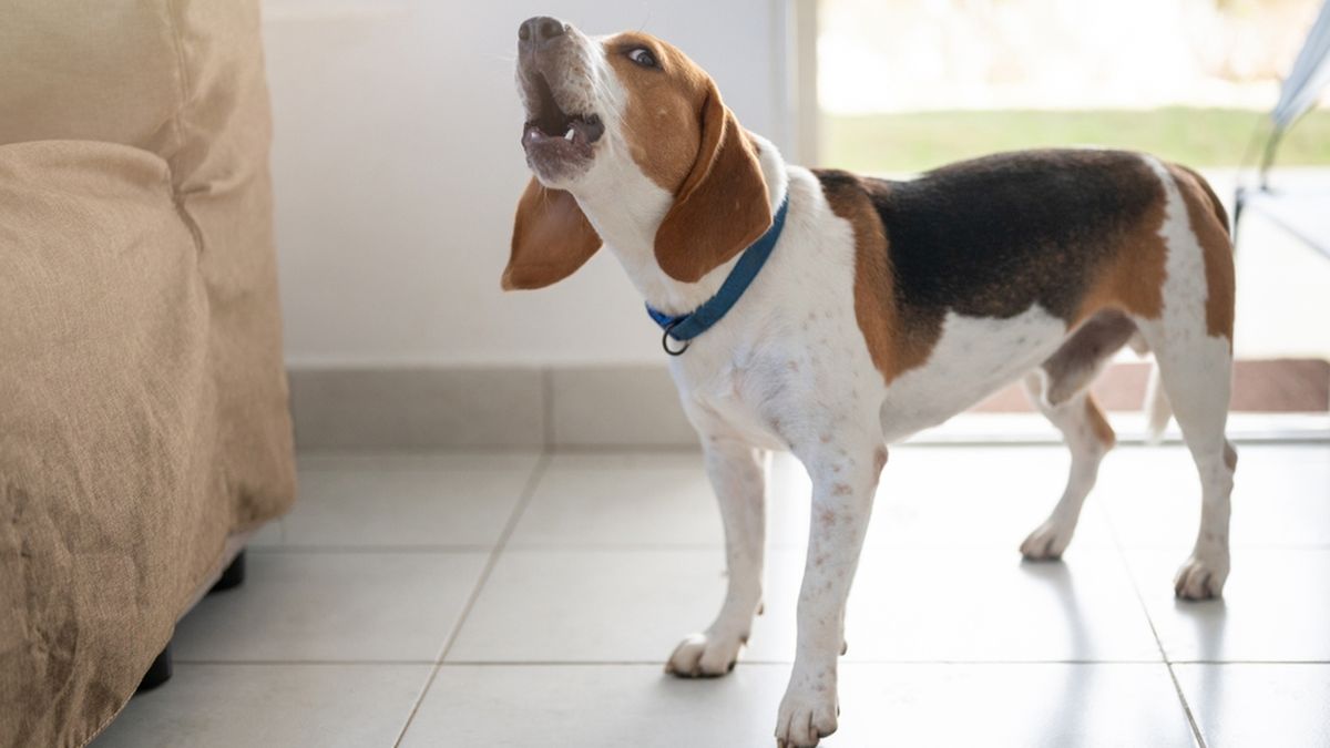 Mascotas: los motivos que llevan a tu perro a aullar
