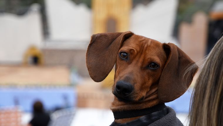 Este comportamiento es algo común en muchos perros. Foto: Rodrigo DAngelo / MDZ