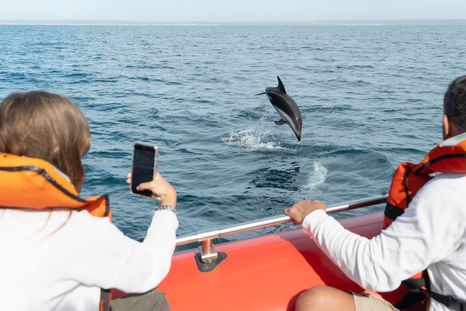 verano en puerto madryn: arranca la temporada ideal para ver delfines oscuros verano en puerto madryn: arranca la temporada ideal para ver delfines oscuros