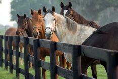 El indio lo usó como elemento de caza, transporte y arma de guerra. Foto: Dpa.