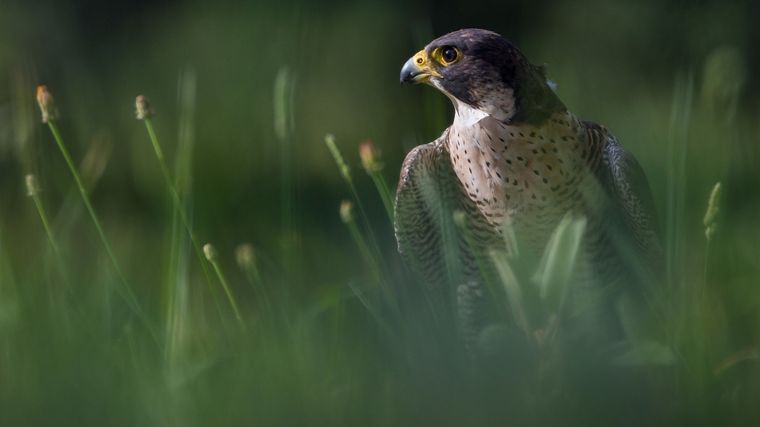 Nueva etapa Los animales también se están adaptando.