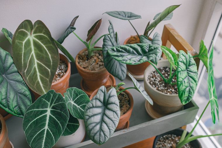 Hay muchas plantas que pueden cambiar por completo la decoración de un hogar. Foto: Pexels