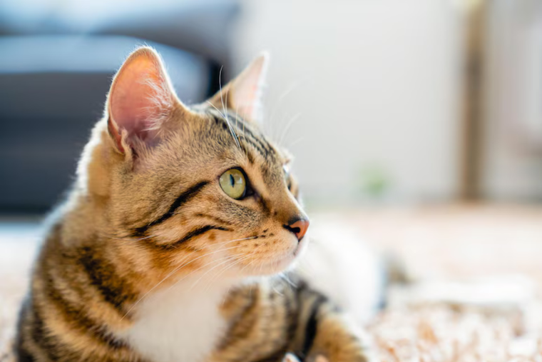 Así se puede limpiar la orina del gato con productos caseros Foto: Pexels Así se puede limpiar la orina del gato con productos caseros Foto: Pexels