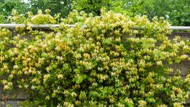 Esta planta trepadora aporta color y aroma al jardín. Foto: Shutterstock