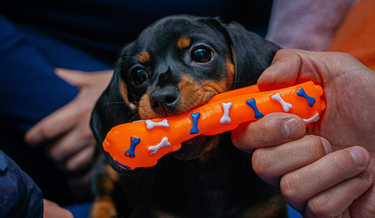 El 23 de marzo se celebra el Día del Cachorro.