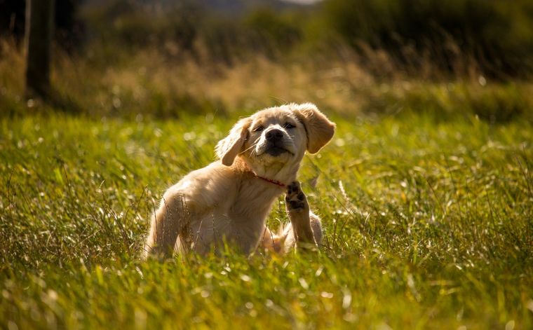 Esto es lo que debes hacer para que tu perro aprenda ir al baño Foto: SHUTERSTOCK