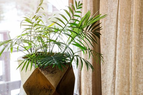 JARDÍN La chamaedorea también es conocida como palmera de salón Foto: SHUTTERSTOCK