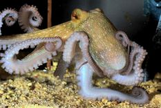 pulpo El pulpo, ya está probado, es un animal muy inteligente. Foto: Efe.