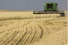 argentina paso de ser el granero del mundo a importar trigo