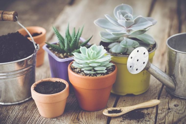 Esta fórmula casera te ayudará a revitalizar tus suculentas Foto: Shutterstock
