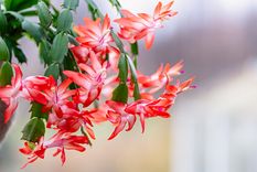 Jardín Cómo cuidar la planta de cactus de Navidad Foto: Shutterstock