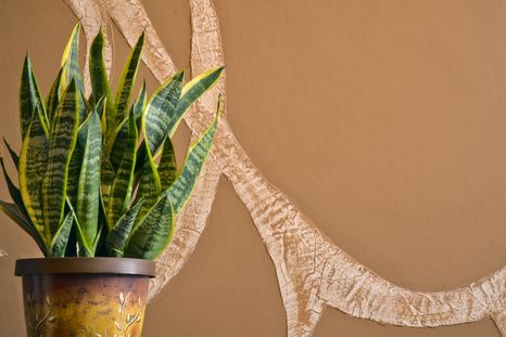 La planta más resistente. Fuente: Shutterstock.