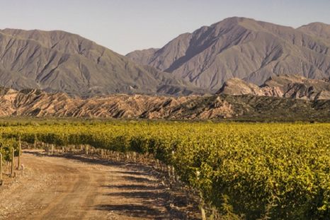 Un viñedo de Finca Las Moras.