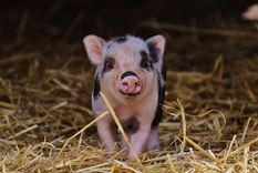 si tu sueno es tener un cerdito de mascota no te pierdas estos consejos sobre los mini pigs