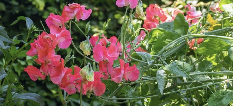 La planta es herbácea, trepadora y con flores de llamativos colores. Foto: Shutterstock