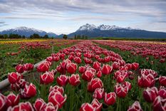 Este campo de tulipanes es uno de los más impactantes del mundo Foto: Turismo Trevelin