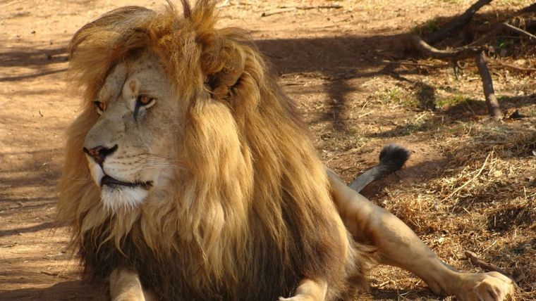 Loonkito, de 19 años, era el león en libertad más viejo de África Foto: Twitter