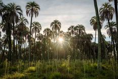 Este PN enamora en el Norte argentino Foto: Ruta Natural