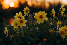 El gesto de regalar flores amarillas, que nació en la cultura popular y se expandió en redes sociales, se convirtió en un símbolo de amor, amistad y nuevos comienzos.