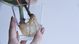 Estimula el crecimiento de las raíces de las plantas. Foto: Shutterstock Estimula el crecimiento de las raíces de las plantas. Foto: Shutterstock
