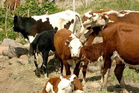 la ganaderia entra en una nueva etapa: la hacienda ajusta precios y el mercado se mueve con mayor cautela la ganaderia entra en una nueva etapa: la hacienda ajusta precios y el mercado se mueve con mayor cautela