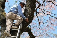 A sus 97 años, Toemon sigue recopilando información sobre los diferentes tipos de sakura y haciendo dibujos detallados de la anatomía de las flores Foto: BBC