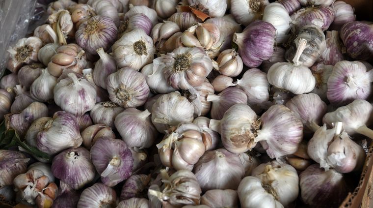 En Mendoza se cultiva el ajo blanco, el colorado, el morado y el blanco temprano Foto: ALF PONCE MERCADO / MDZ