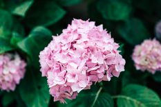 La hortensia será cada vez más grande. Fuente. Freepik.