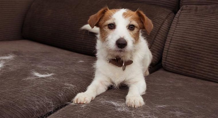 Usa estos trucos para una limpieza total. Foto: Archivo