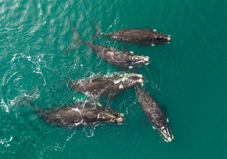 En El Doradillo se pueden avistar las ballenas desde junio a octubre. En El Doradillo se pueden avistar las ballenas desde junio a octubre.