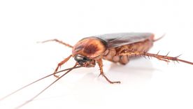 Aprende a alejar a estos insectos Foto: Shutterstock