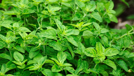 Estos son los mejores consejos para cultivar plantas aromáticas en casa. Foto: Pixabay - pixabay.com