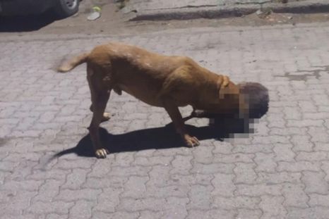 Vecinos están preocupados por un pitbull que habría matado a 9 mascotas y mordido a 3 vecinos Foto: NA Vecinos están preocupados por un pitbull que habría matado a 9 mascotas y mordido a 3 vecinos Foto: NA