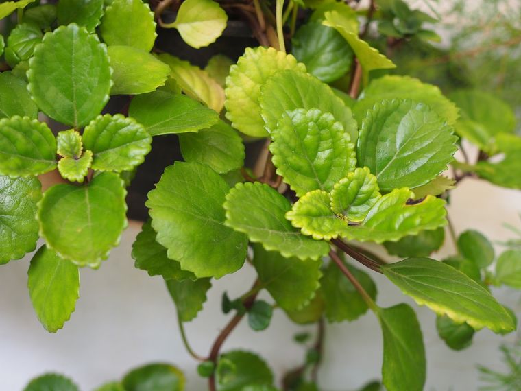 Esta planta es conocida por sus increíbles propiedades Foto: Shutterstock