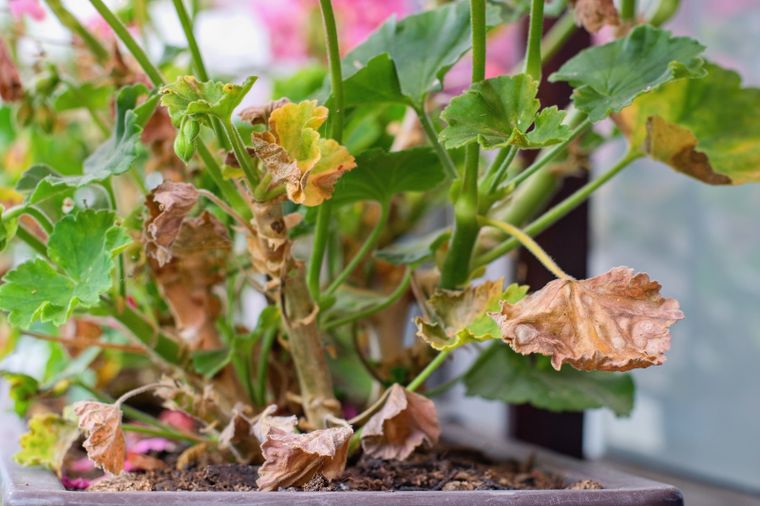 Este abono casero revive las plantas marchitas y amarillas en un par de días.