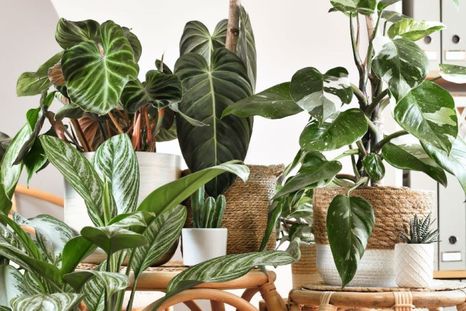 Si querés darle un toque de frescura y elegancia a tu hogar, esta planta es la respuesta correcta Foto: Shutterstock