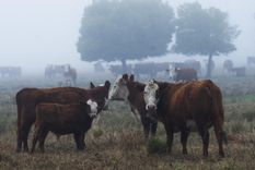 Foto: Telam Foto: Telam