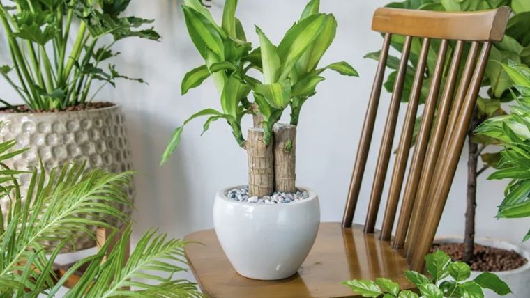 Por qué el palo de agua es la planta ideal para el interior del hogar. Foto: Shutterstock